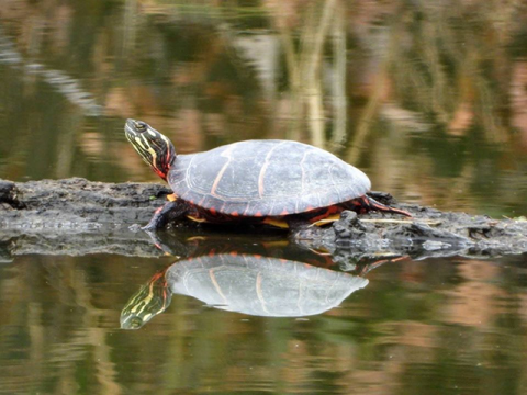 turtle on a log in a pond