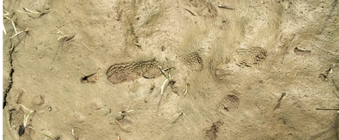 animal tracks in the sand