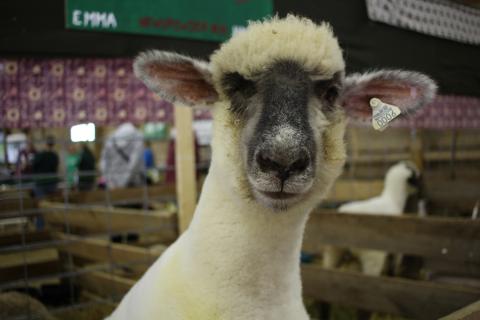 Sheep looking into the camera.