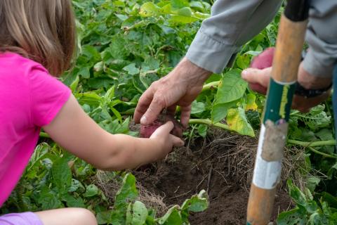 harvesting potatoes