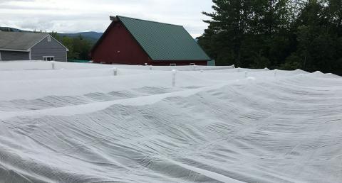 blueberry plants IPM SWD netting
