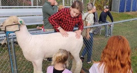 4-her showing sheep at fair