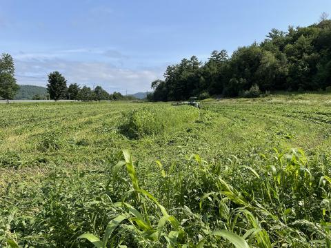 Cover crops being mowed in a field