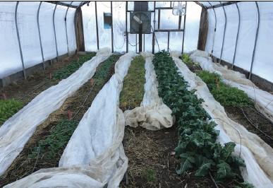 floating row covers on high tunnel crops
