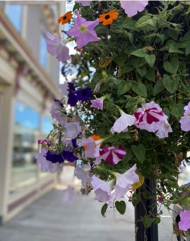 Petunias on Main Street