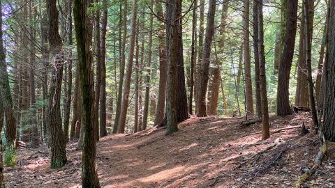 forested trail