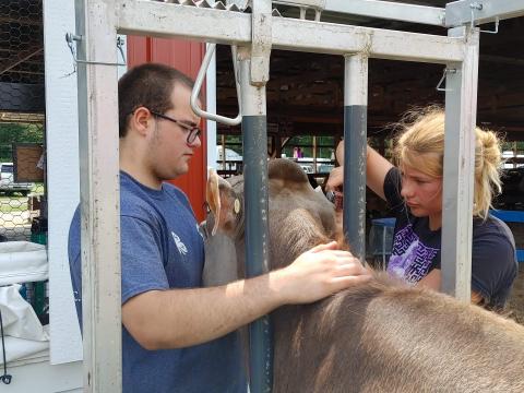 4-H members work together clipping a dairy cow