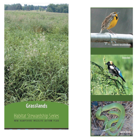Grasslands cover and species, Eastern meadowlark, bobolink, green snake