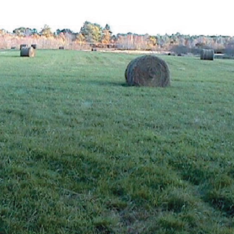 hayfield in Durham