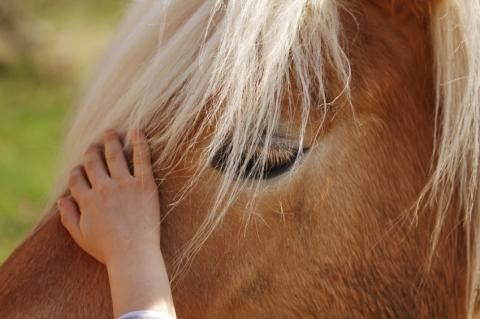 Hand of a child stroking a horse's head.