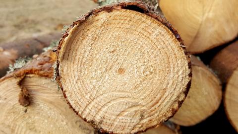 Cut log