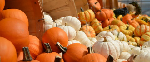 Lots of pumpkins spilling out of baskets