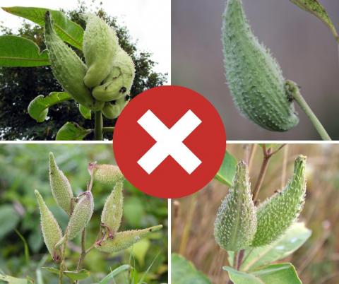 Milkweed seeds that are not ready for collection