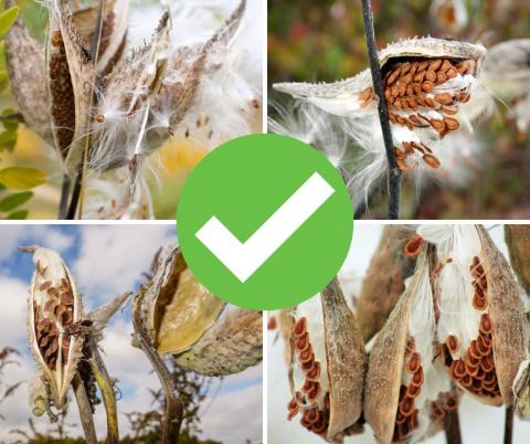 Milkweed seeds ready to be collected