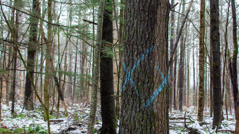 trees with blue paint on trunk