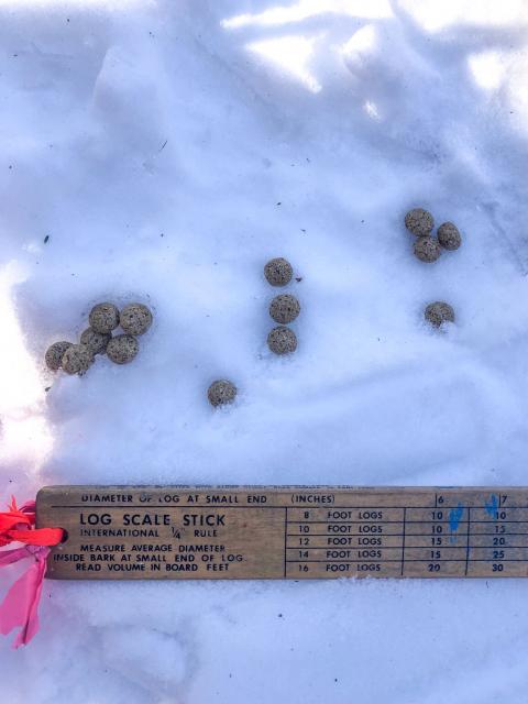 Snowshoe hare scat