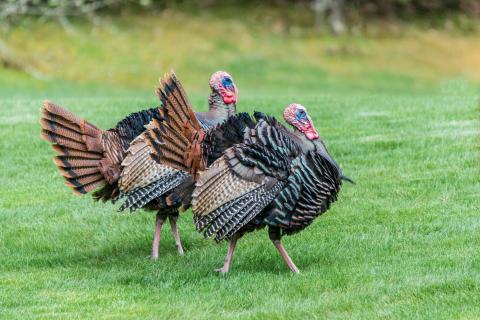 Turkeys