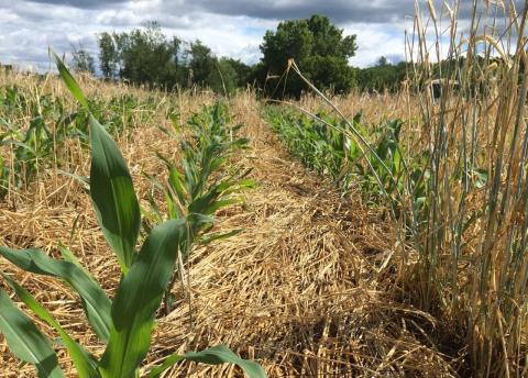 Cover Crop Field