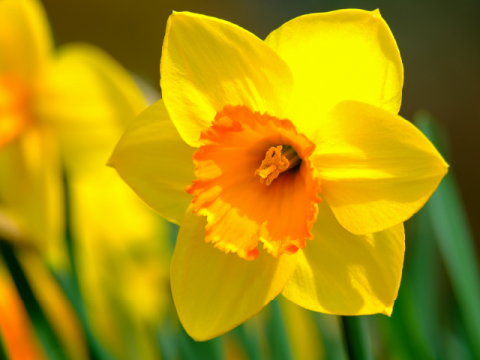 Daffodil in bloom from pixabay.com