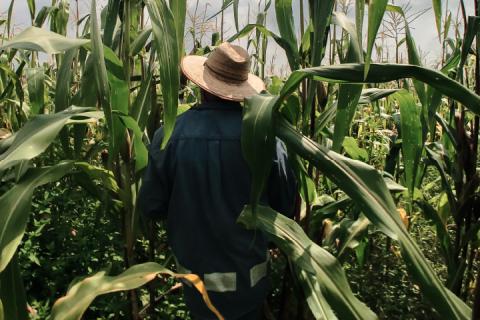 A farmer walking in a field of corn