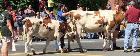4H at Strolling of the Heifers