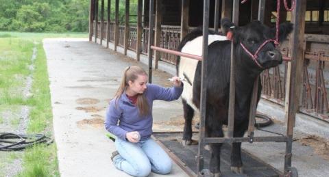 4-H livestock