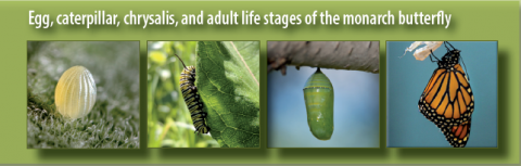Egg, caterpillar, chrysalis, and adult life stages of the monarch butterfly.