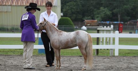 Mini Horse