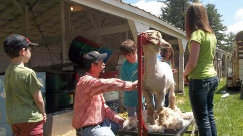 4-H sheep members