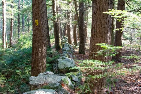 Stonewall in the forest in summer
