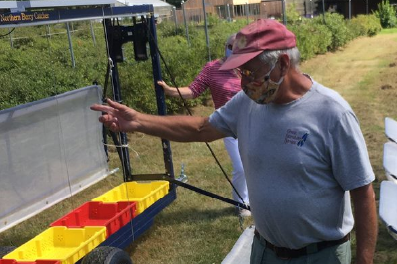 Wayside Farm owner looking over berry growing operation