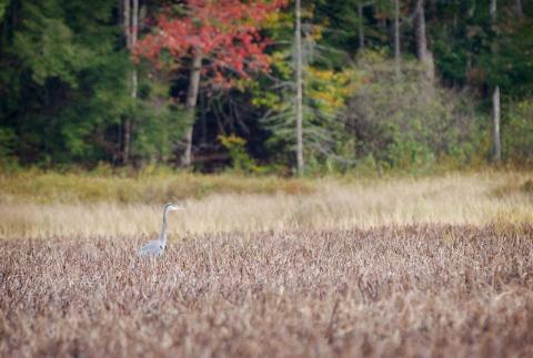 Bird in the long grass