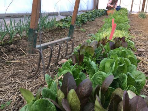 Spinach in a high tunnel