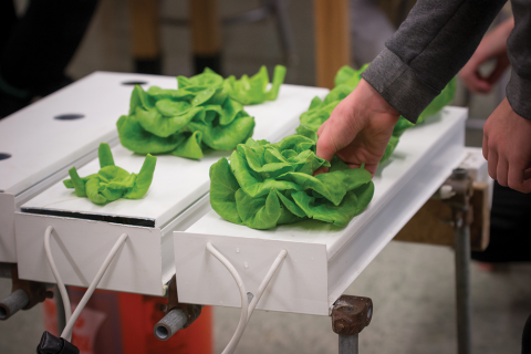 Lettuce growing in a hydroponic system