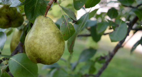 Close up of a pear hanging from a tree
