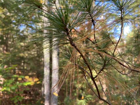 browning pine needles on tree