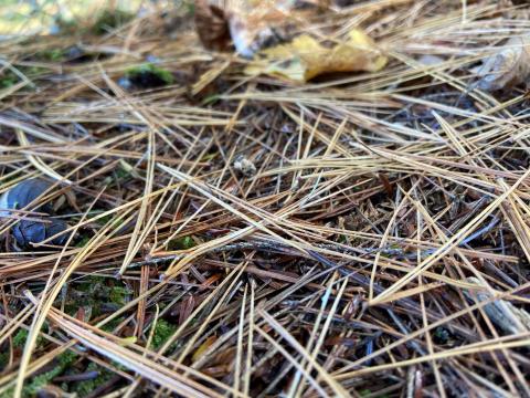 brown pine needles on ground