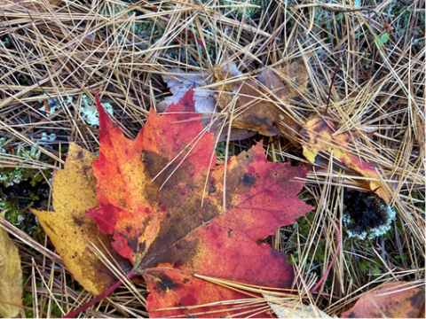 pine needles in fall