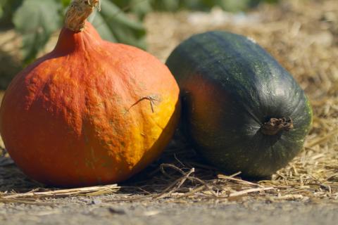 squash curing