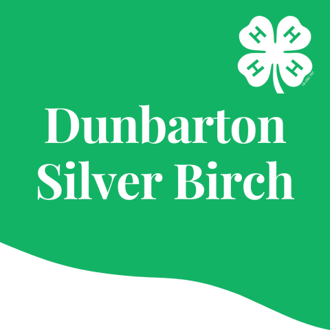 silver birch icon
