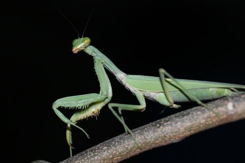 praying mantis information