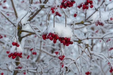 cranberrybush viburnum