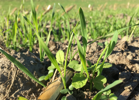 Cover Crop