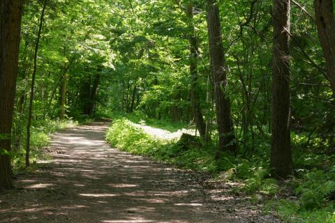 Wooded road