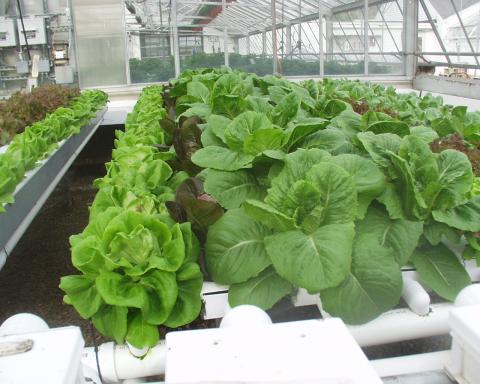 Hydroponic plants in greenhouse
