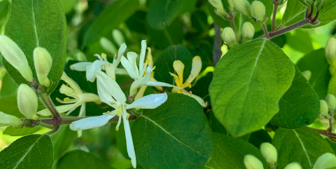 flowering honeysuckle