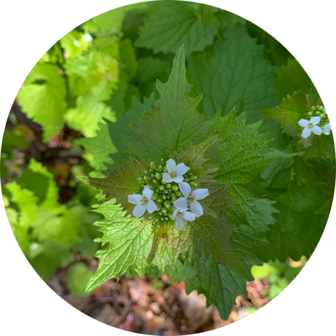 garlic mustard