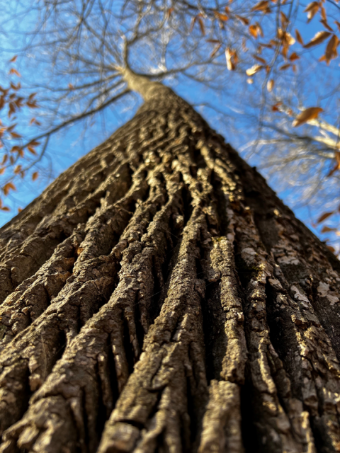 Old Growth Forest Tree