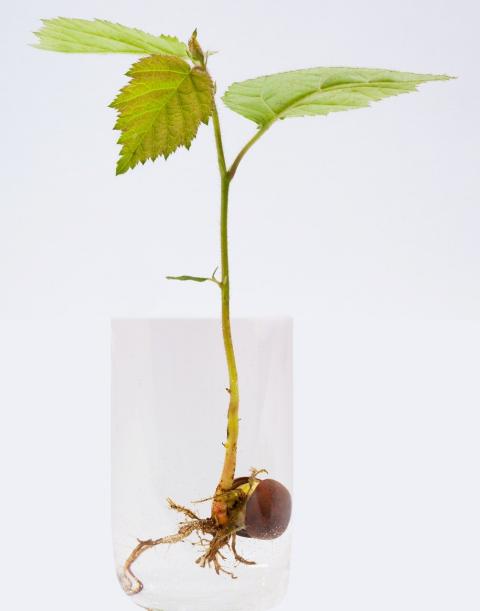 seedling