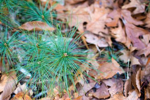 White Pine Seedling